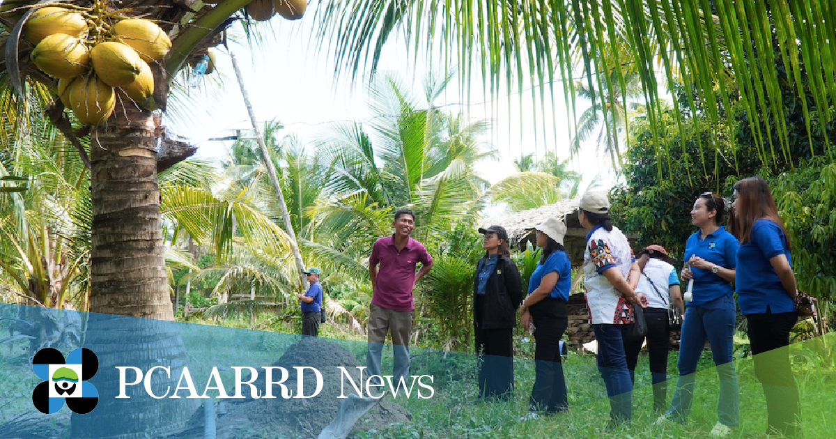 DOST-PCAARRD, DOrSU’s Coco-HULIP project to boost sustainable coconut farming in Davao Oriental